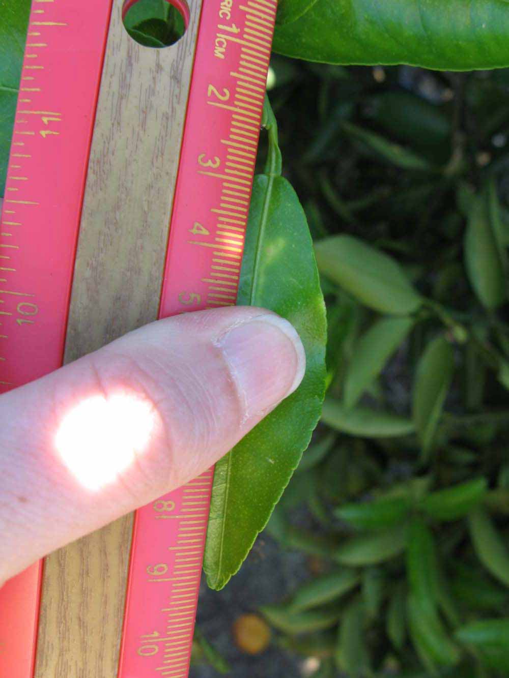              Unifoliolate leaf (Winter Haven, FL)       